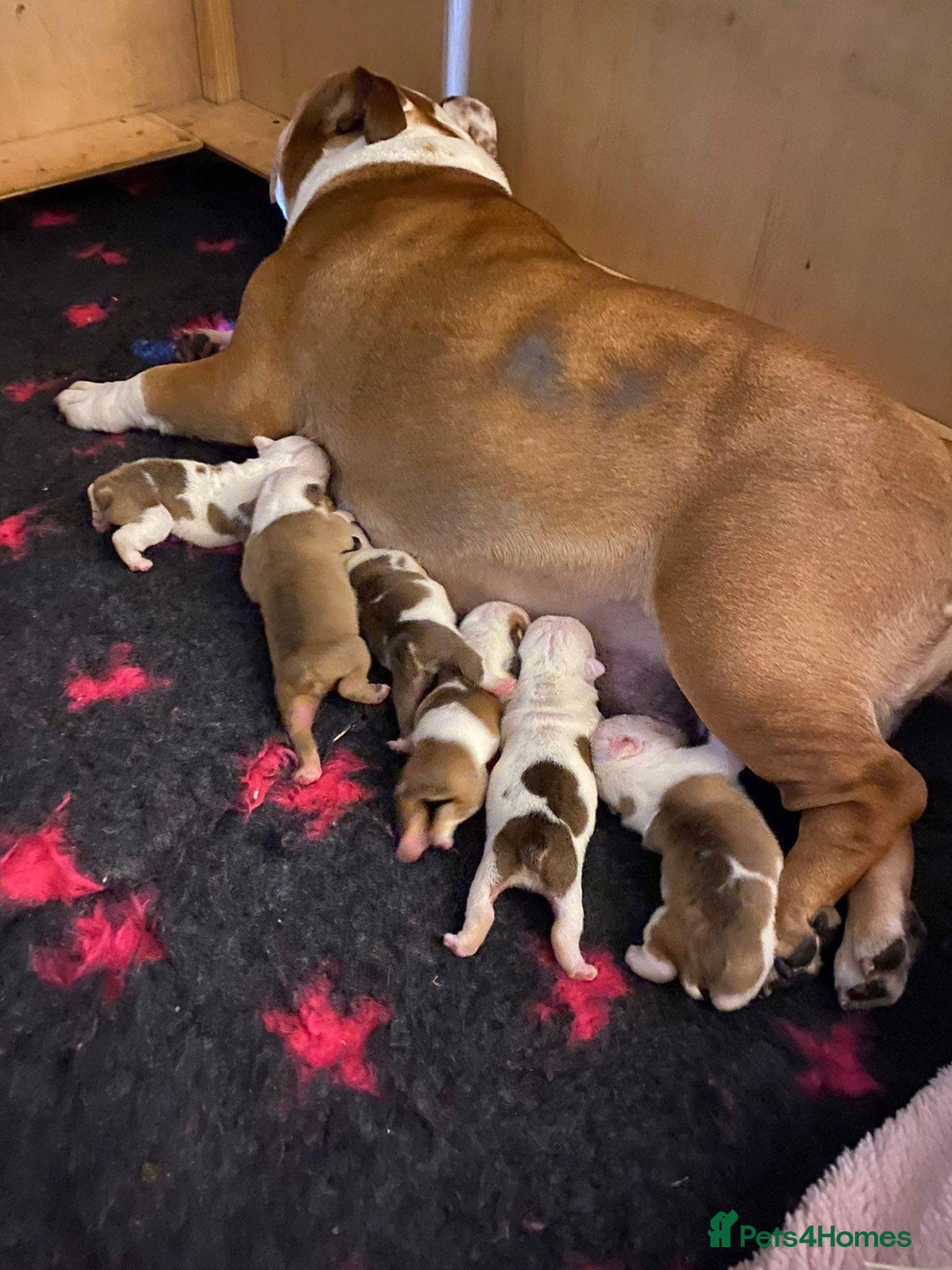 English Bulldog dogs for stud: Gold 🥇Health Tested KC registered Boy in Newport - Advert 11
