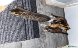Mixed Breed cats for sale: 3 beautiful kittens looking for their forever home - Image 7