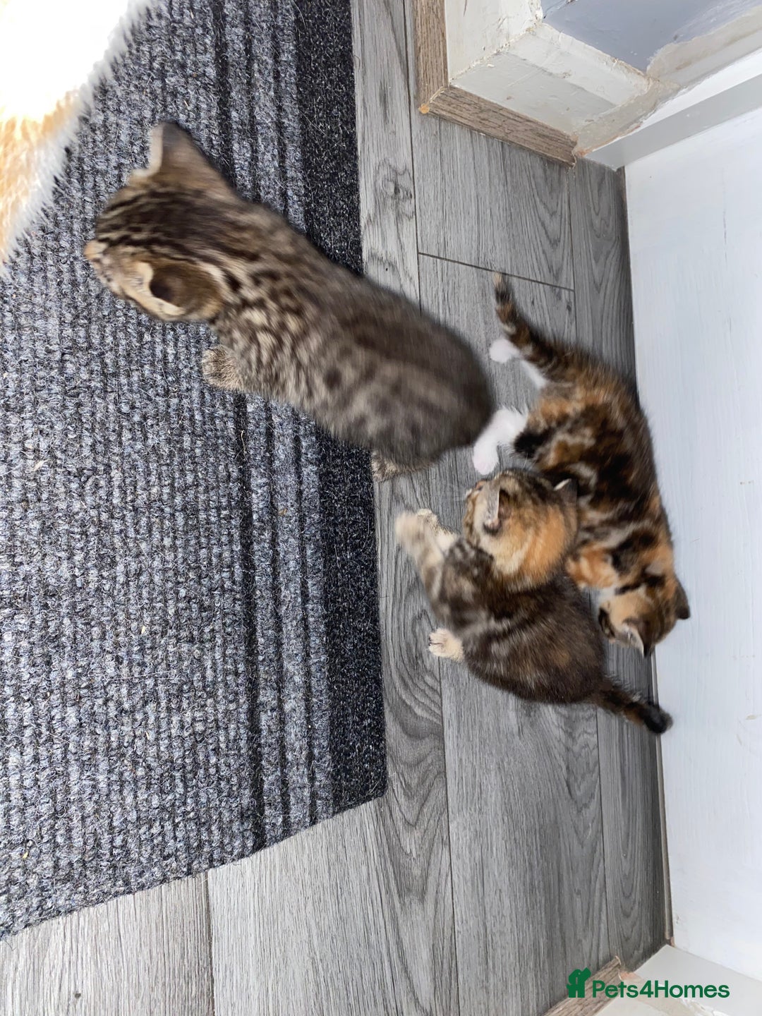 Mixed Breed cats for sale: 3 beautiful kittens looking for their forever home - Image 7