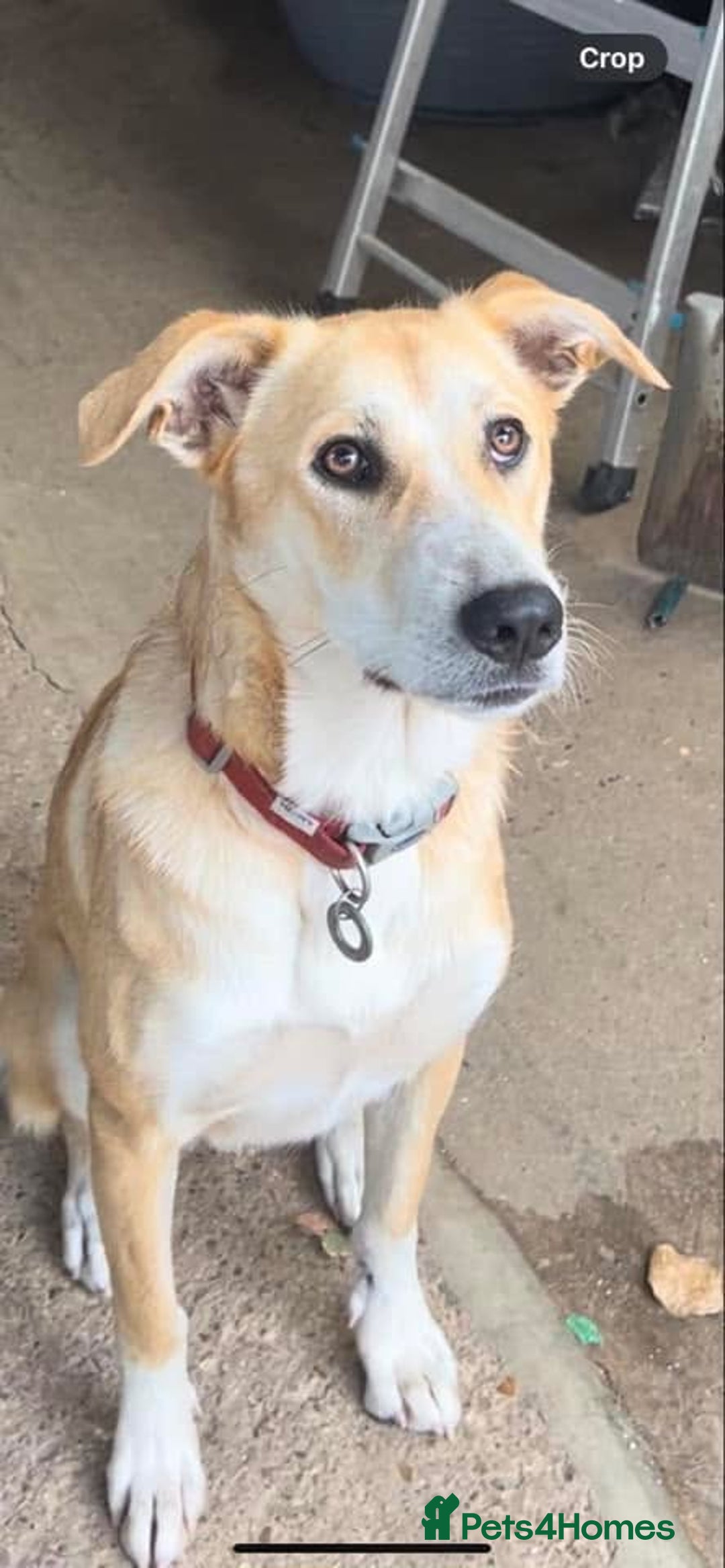 Mixed Breed dogs for adoption: Cristina - Norwich Norfolk  - Image 24