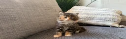 Maine Coon cats for sale: Beautiful half Maine coon kittens available.  in Bristol - Advert 1