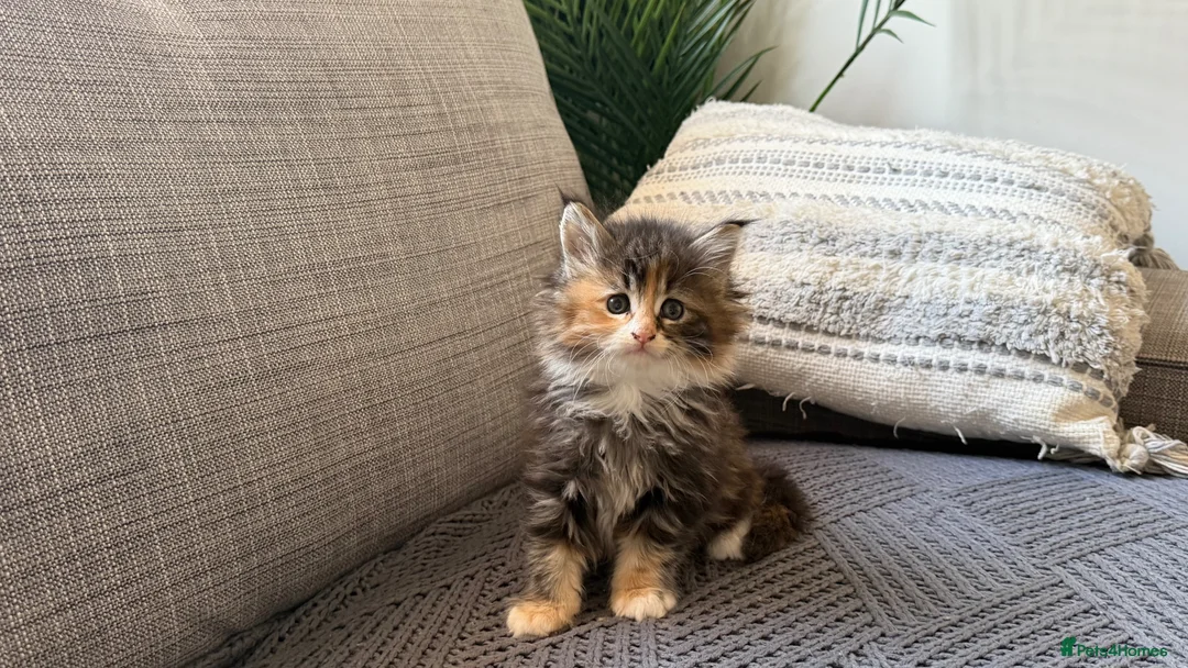 Maine Coon cats for sale: Beautiful half Maine coon kittens available.  in Bristol - Advert 1