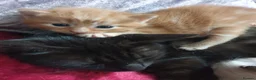 Siamese cats for sale: Siamese/ Ghost tabby  - Advert 16