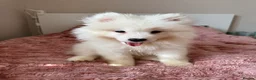 Samoyed dogs for sale: Crufts line + health tested Samoyeds - Advert 3