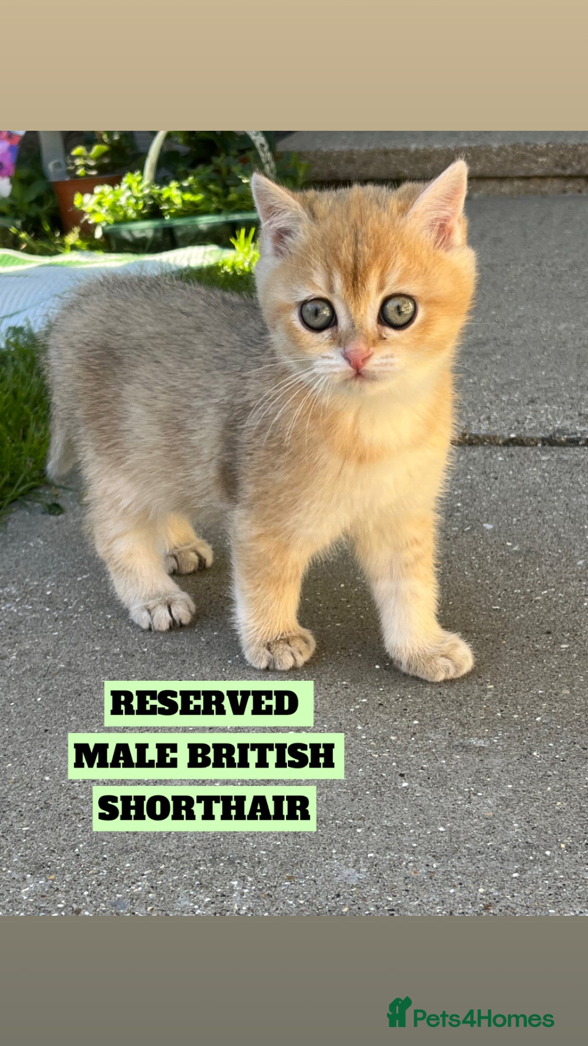 British Shorthair cats British Long/Shorhair Kittens  - Advert 17