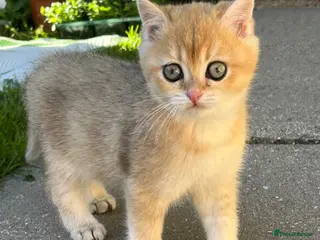 British Shorthair cats British Long/Shorhair Kittens - Advert 16