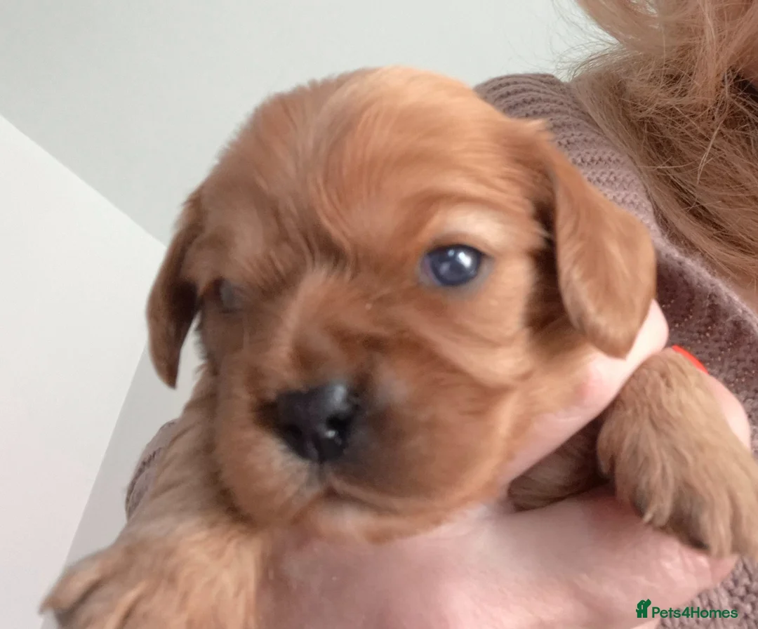 Cavalier King Charles Spaniel dogs for sale: KC REG. CAVALIER KING CHARLES PUPPIES  in Wakefield - Advert 14