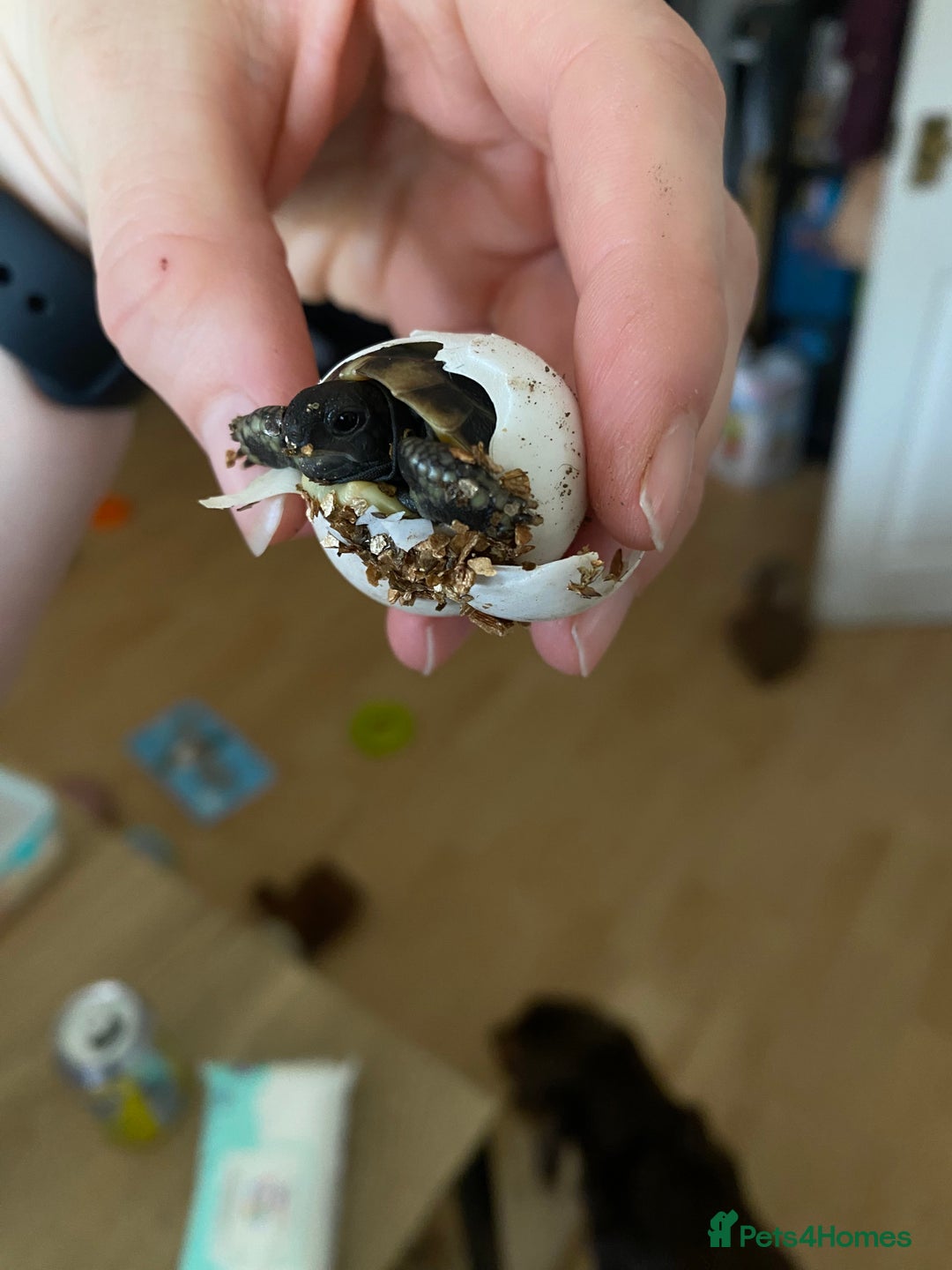 Hermann Tortoise reptiles for sale: Herman tortoises  - Advert 9