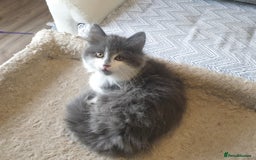 Mixed Breed cats for sale: Beautiful girl gray & white  - Image 7
