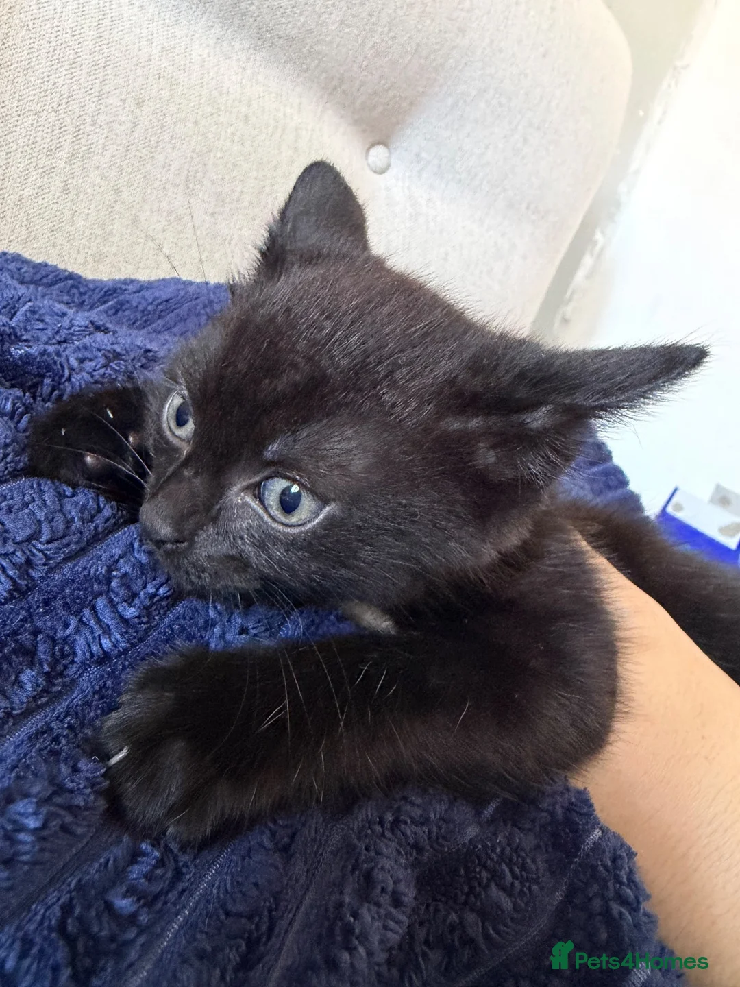 Mixed Breed cats for sale: 4 gorgeous tabby mixed litter - Advert 2