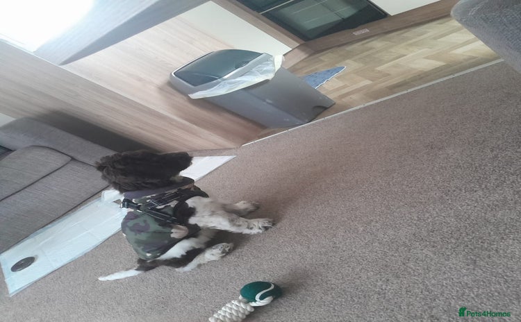 Cockapoo dogs Cockapoo puppy - Advert 1