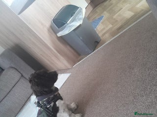 Cockapoo dogs Cockapoo puppy - Advert 1