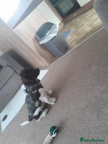 Cockapoo dogs Cockapoo puppy - Advert 1