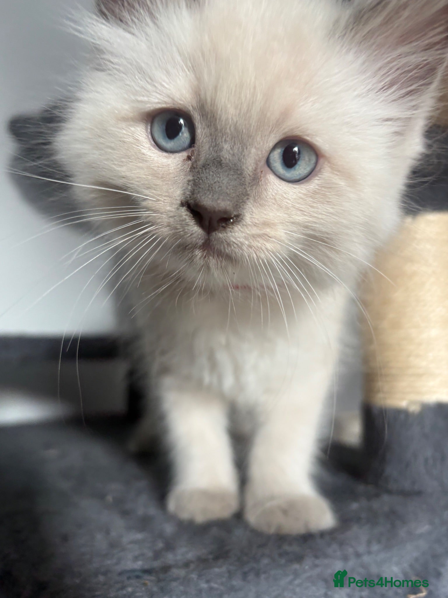Ragdoll cats 1 boy left🧡Orange blue point mitted PURE RAGDOLL - Advert 1