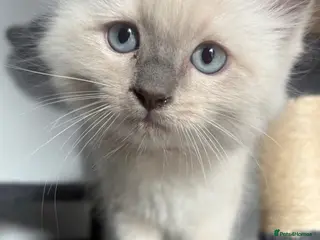 Ragdoll cats 1 boy left🧡Orange blue point mitted PURE RAGDOLL - Advert 1