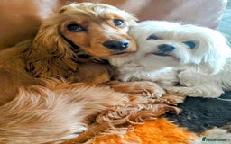 Maltipoo dogs for sale: Wait List Open F1 Genuine Toy Maltipoo - Image 14