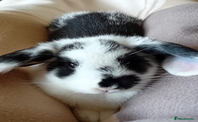 Mini Lop rabbits - Advert 1