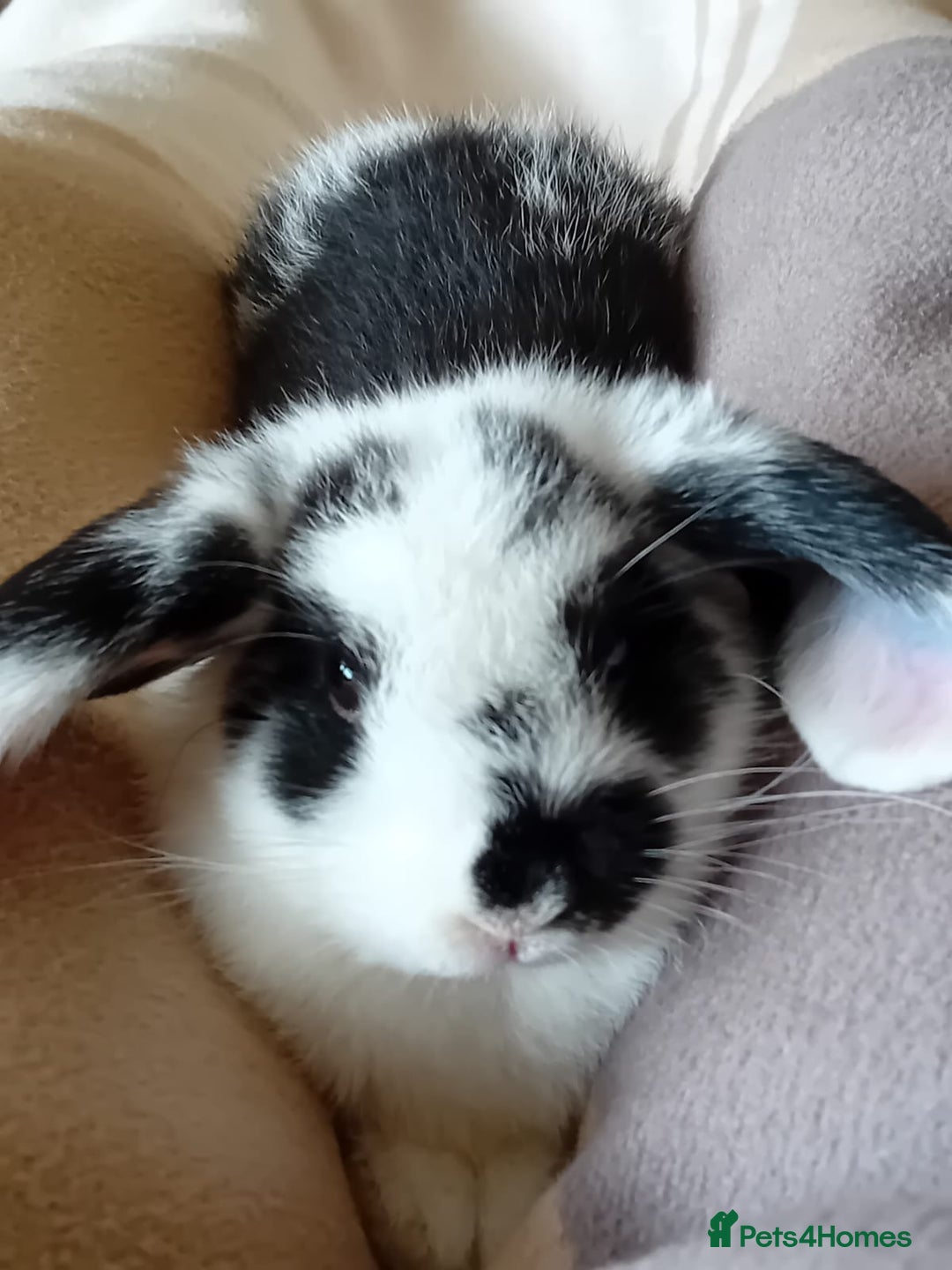 Mini Lop rabbits for sale: Male mini lop for sale - Image 2