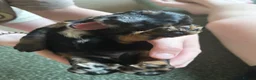 Mixed Breed dogs for sale: Beautiful Cocker Spaniel Mix Puppies for sale - Advert 11