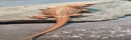 Bearded Dragon reptiles for sale: Red hypo normal wild and vivariums  in Tipton - Advert 4