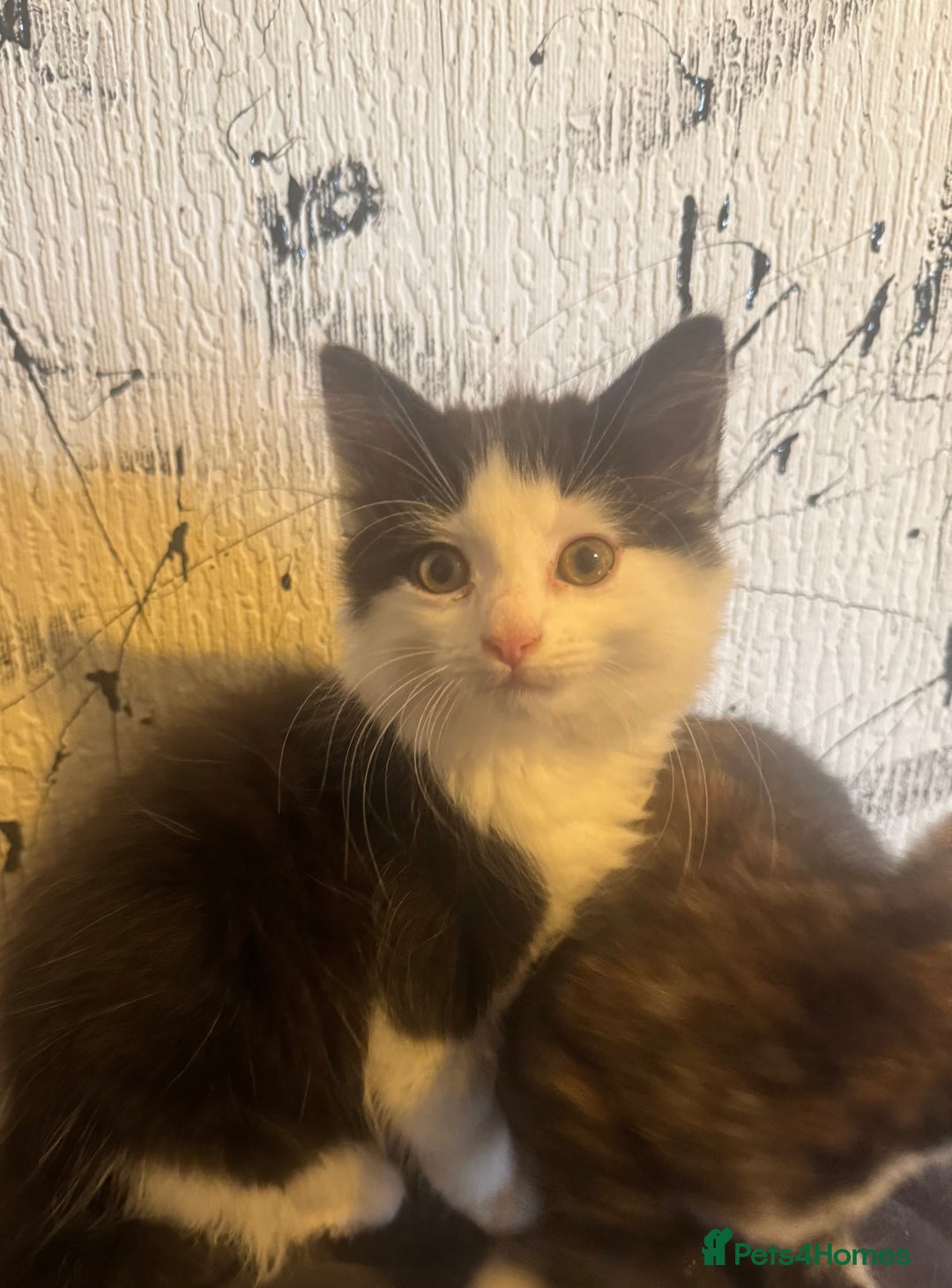 Mixed Breed cats for sale: Kittens ready for their new home now  - Image 2