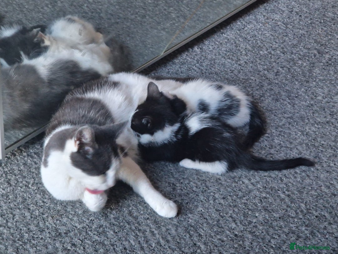 British Shorthair cats for sale: Gorgeous kittens. Boys/girls Can deliver. £60 ono - Advert 3