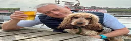 Cocker Spaniel dogs for sale: KC English Cocker Male Puppy - Advert 11