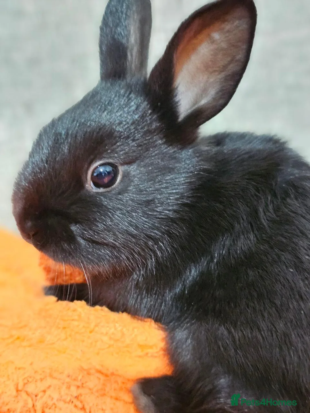 Mixed Breed rabbits for sale: Adorable Bunnies for Sale! - Advert 2