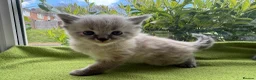 Mixed Breed cats for sale: Ragdoll/Ragdoll-Siamese Beautiful Kitten + chip - Advert 3