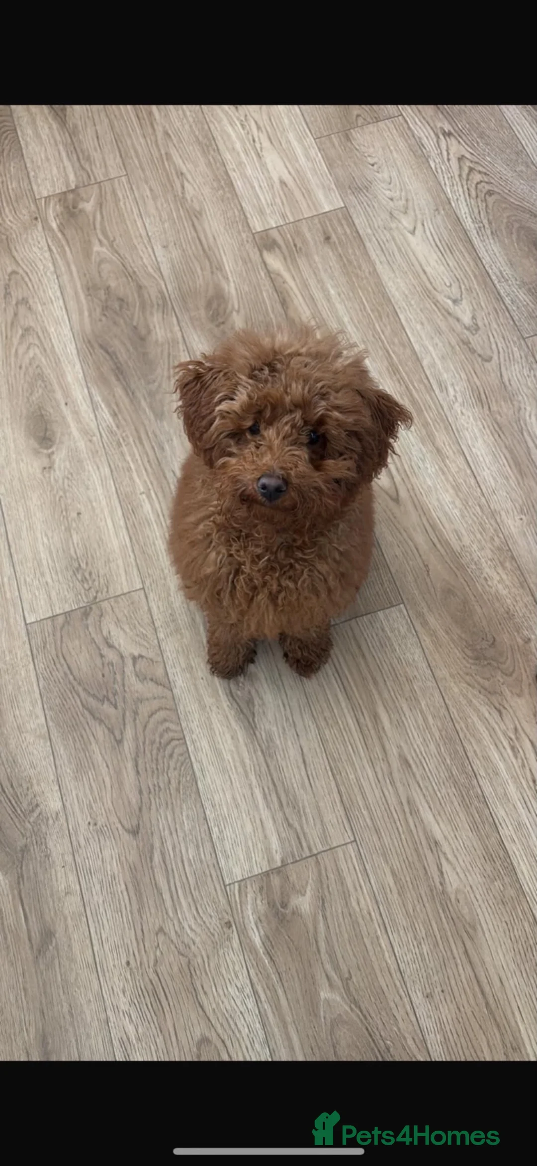 Toy Poodle dogs for sale: Female Toy Poodle for rehoming  in Preston - Advert 2
