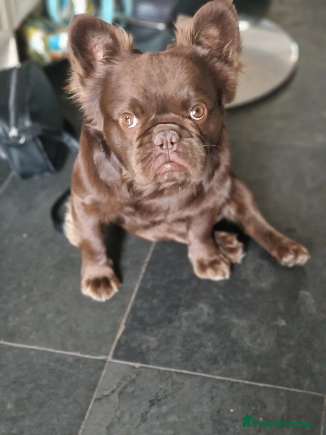 French Bulldog dogs for stud: Visual fluffy Choc Rojo and Isabella  in London - Advert 2