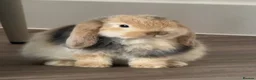 Mini Lop rabbits for sale: Mini Lop babies  - Advert 8