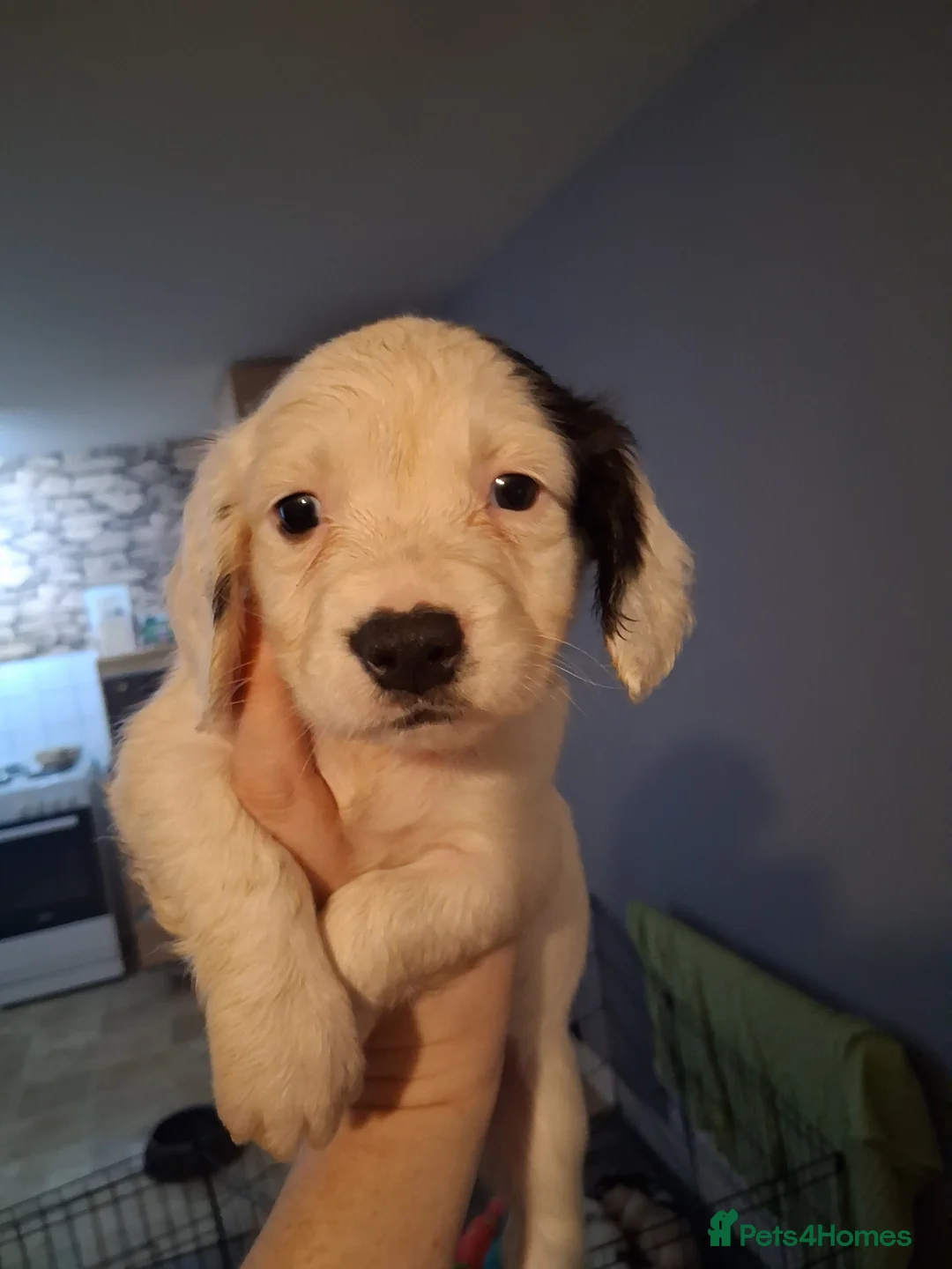 Mixed Breed dogs for sale: Dacshund x springer spaniel. - Advert 4