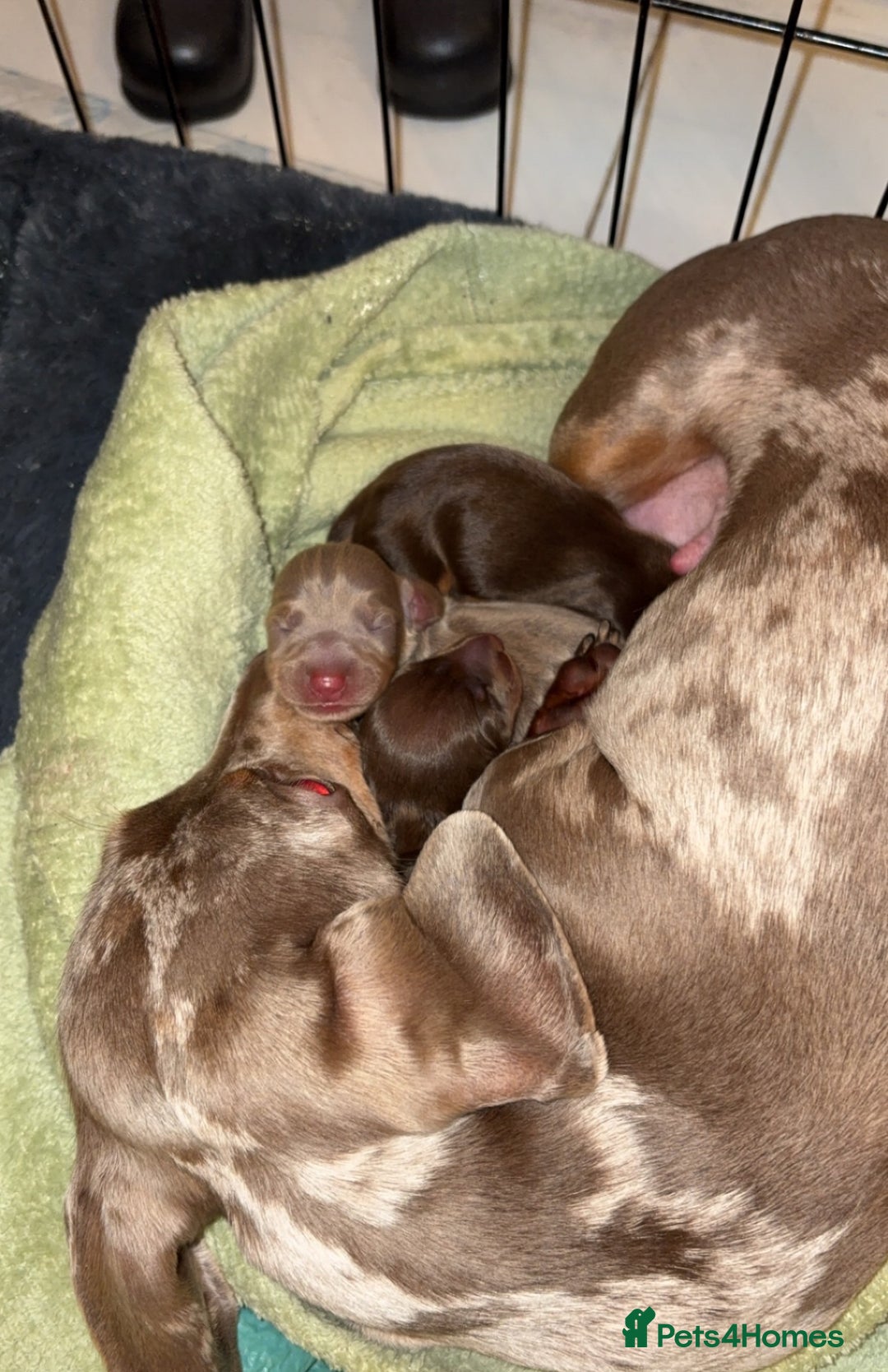 Miniature Dachshund dogs for sale: Miniature dachshund For sale  - Advert 4