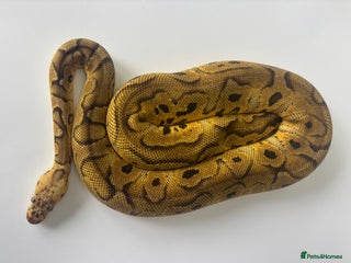 Python Snake reptiles in Loughton - Advert 24