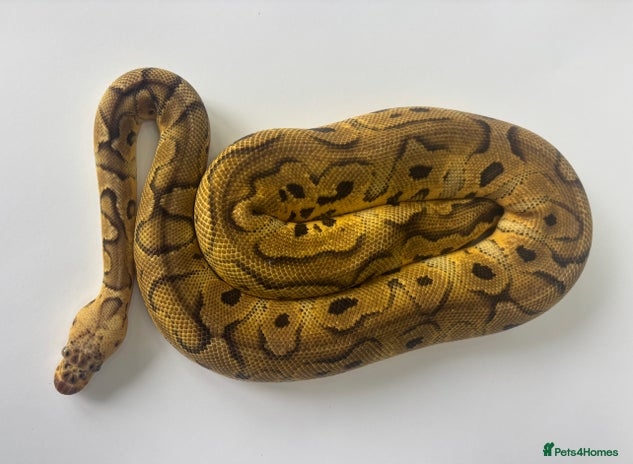 Python Snake reptiles in Loughton - Advert 11