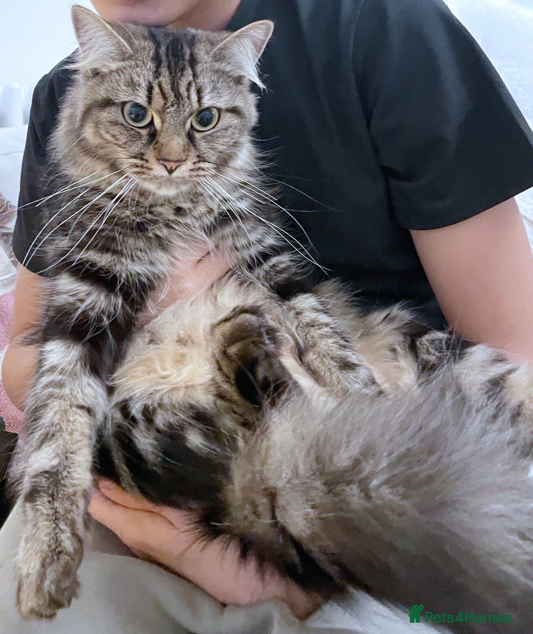 Siberian cats for sale: Siberian kittens for sale - Advert 9