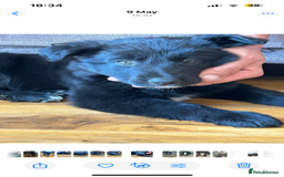 Mixed Breed dogs for sale: Gorgeous shollies - German x collie  - Image 7