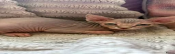Sphynx cats for sale: Sphinx kittens available  in Aberdeen - Advert 5
