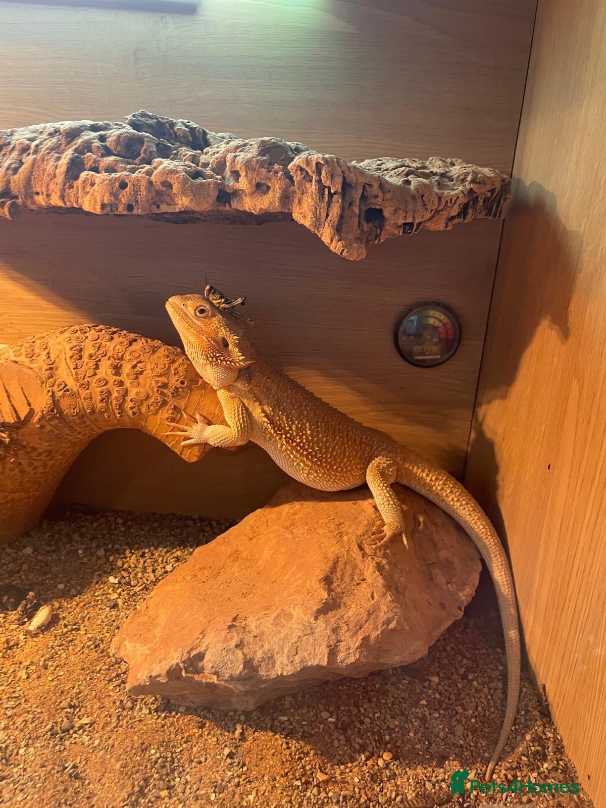 Bearded Dragon reptiles Rebels  - Advert 2