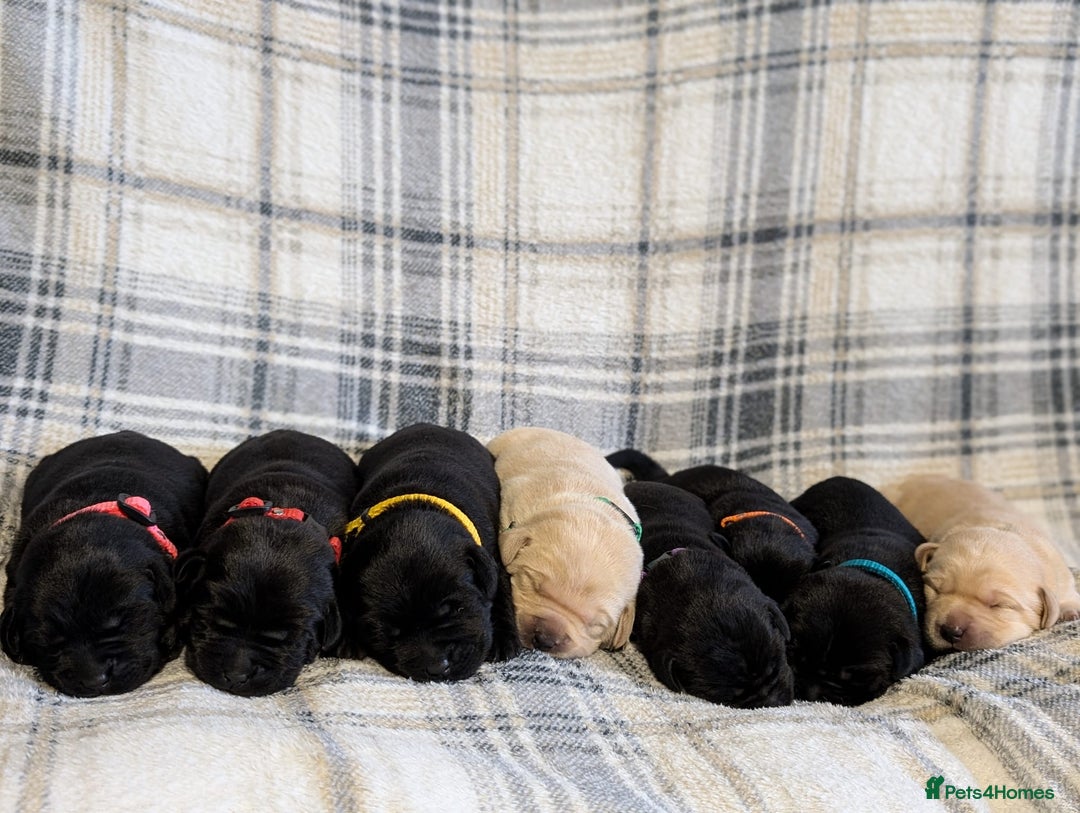 Labrador Retriever dogs for sale: Stunning labrador puppies from good working lines - Advert 5