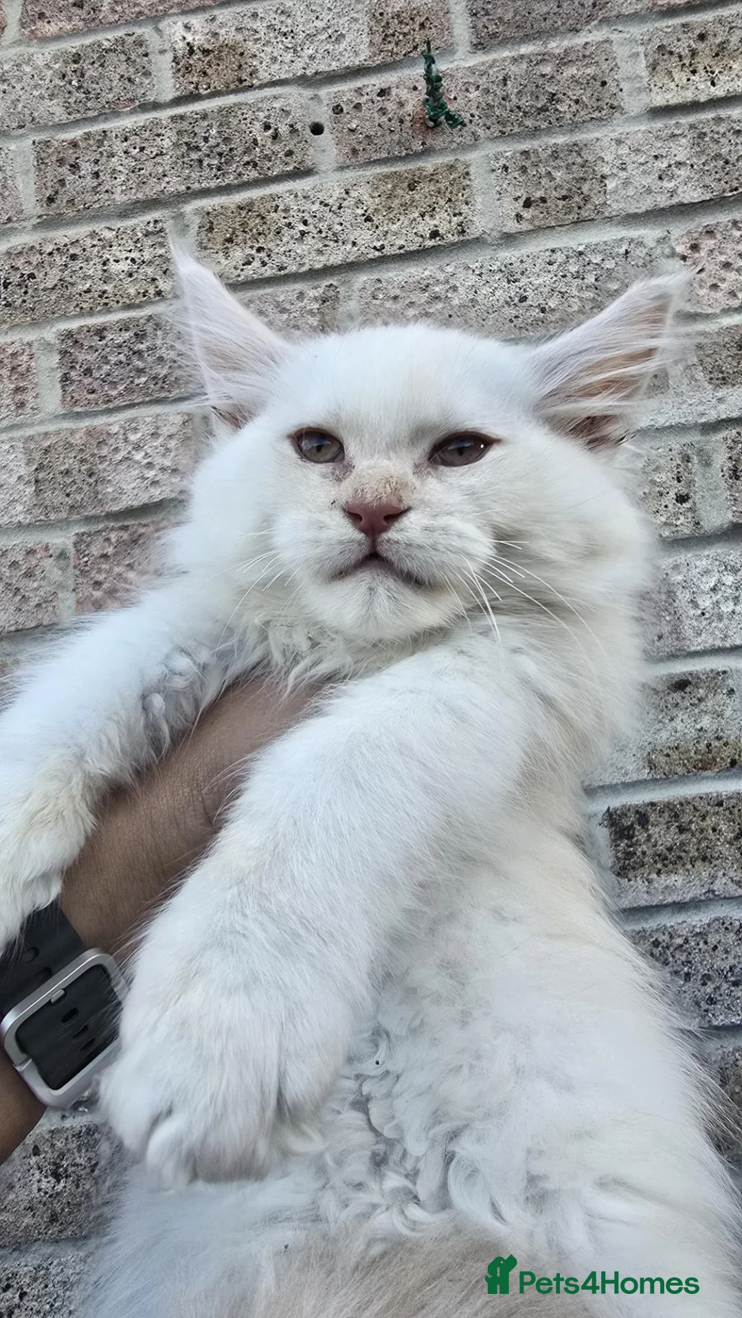 Maine Coon cats for sale: XL championship maine coon kittens  - Advert 8