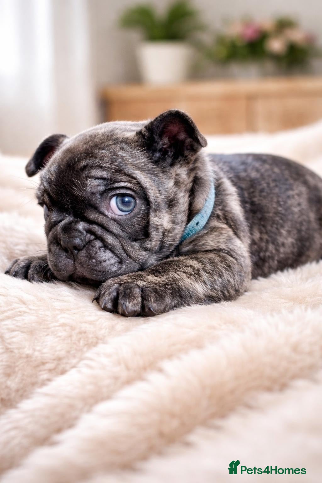 French Bulldog dogs 3 Boys Left KC Registered French Bulldog Puppies - Advert 2