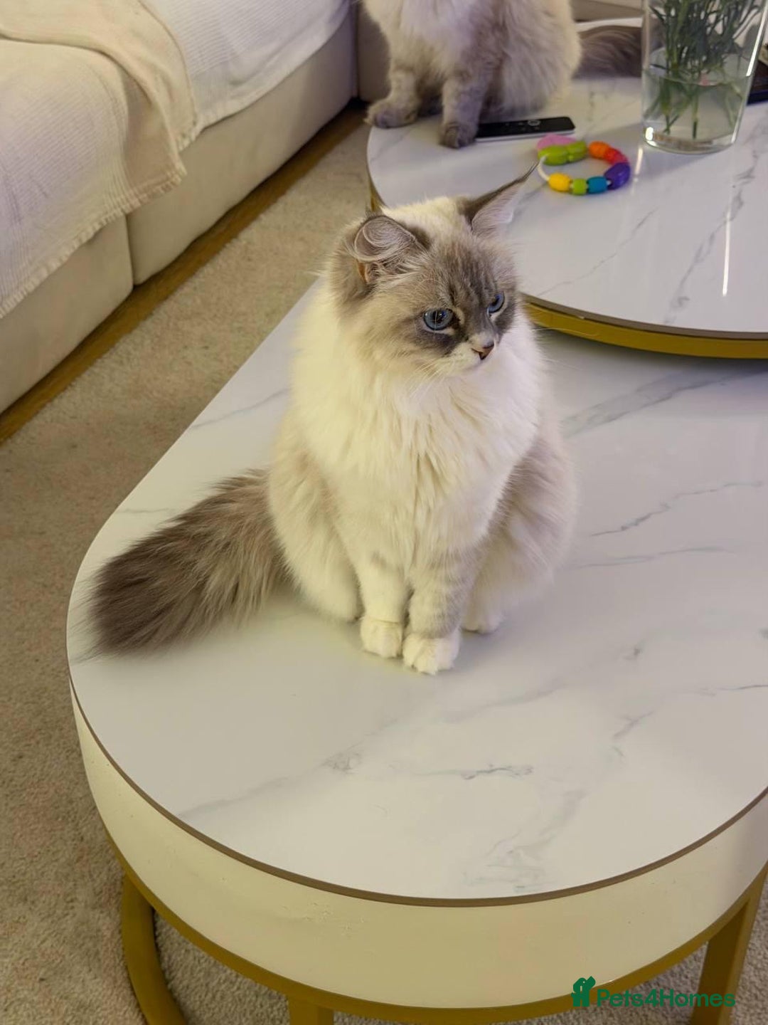 Siberian cats for sale: Rare Siberian Cats Available😻💯 - Advert 17