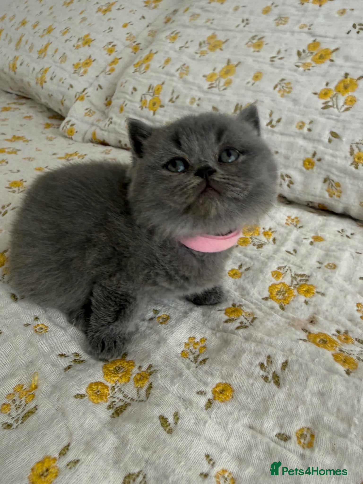 British Shorthair cats British Shorthair Blue kittens-GCCF Lines - Advert 1