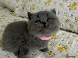 British Shorthair cats British Shorthair Blue kittens-GCCF Lines - Advert 1