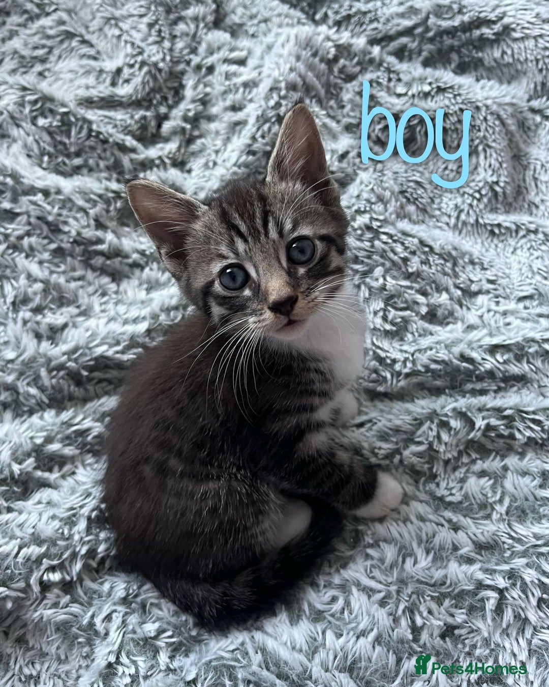 Maine Coon cats for sale: 3 gorgeous kittens for sale  - Image 10