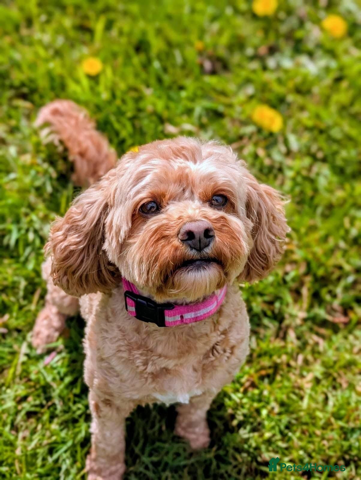 Cavapoo dogs Daisy - Advert 1