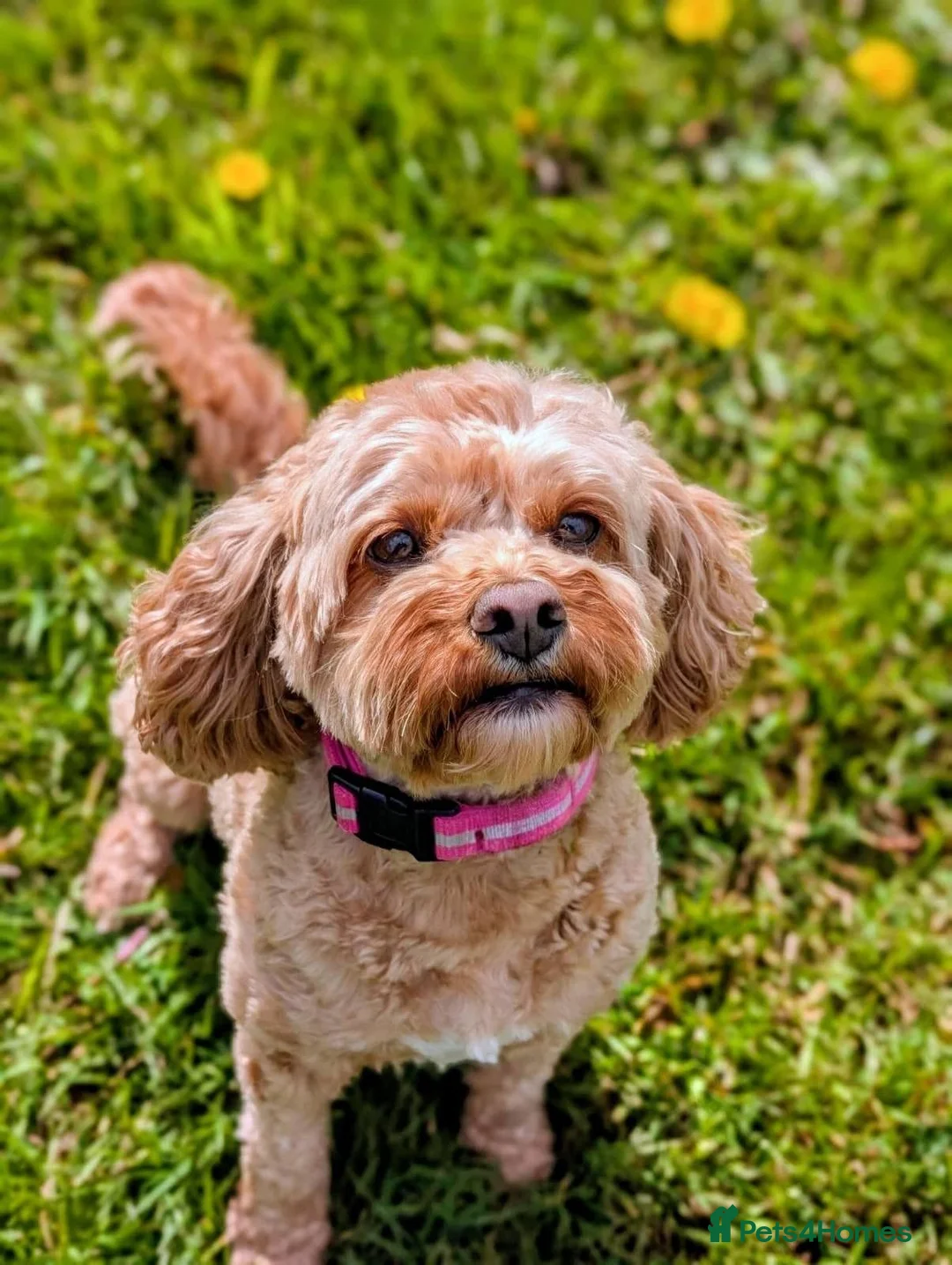 Cavapoo dogs for sale: Daisy in Nottingham - Advert 1