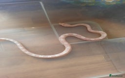 Corn Snake reptiles for sale: Corn snakes - Image 2